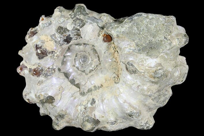 Bumpy Ammonite (Douvilleiceras) Fossil - Madagascar #103046